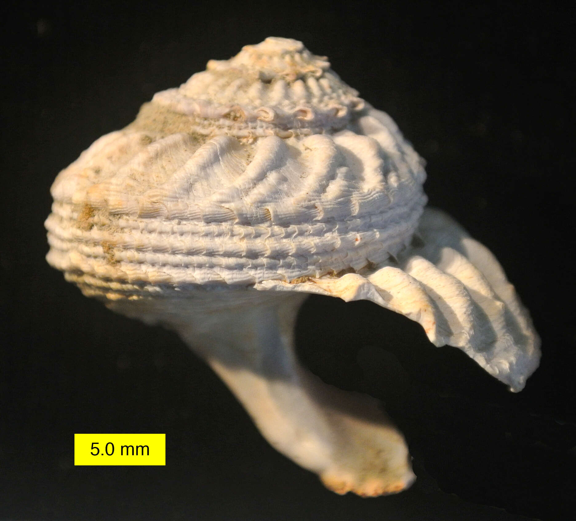 Image of rough star shell