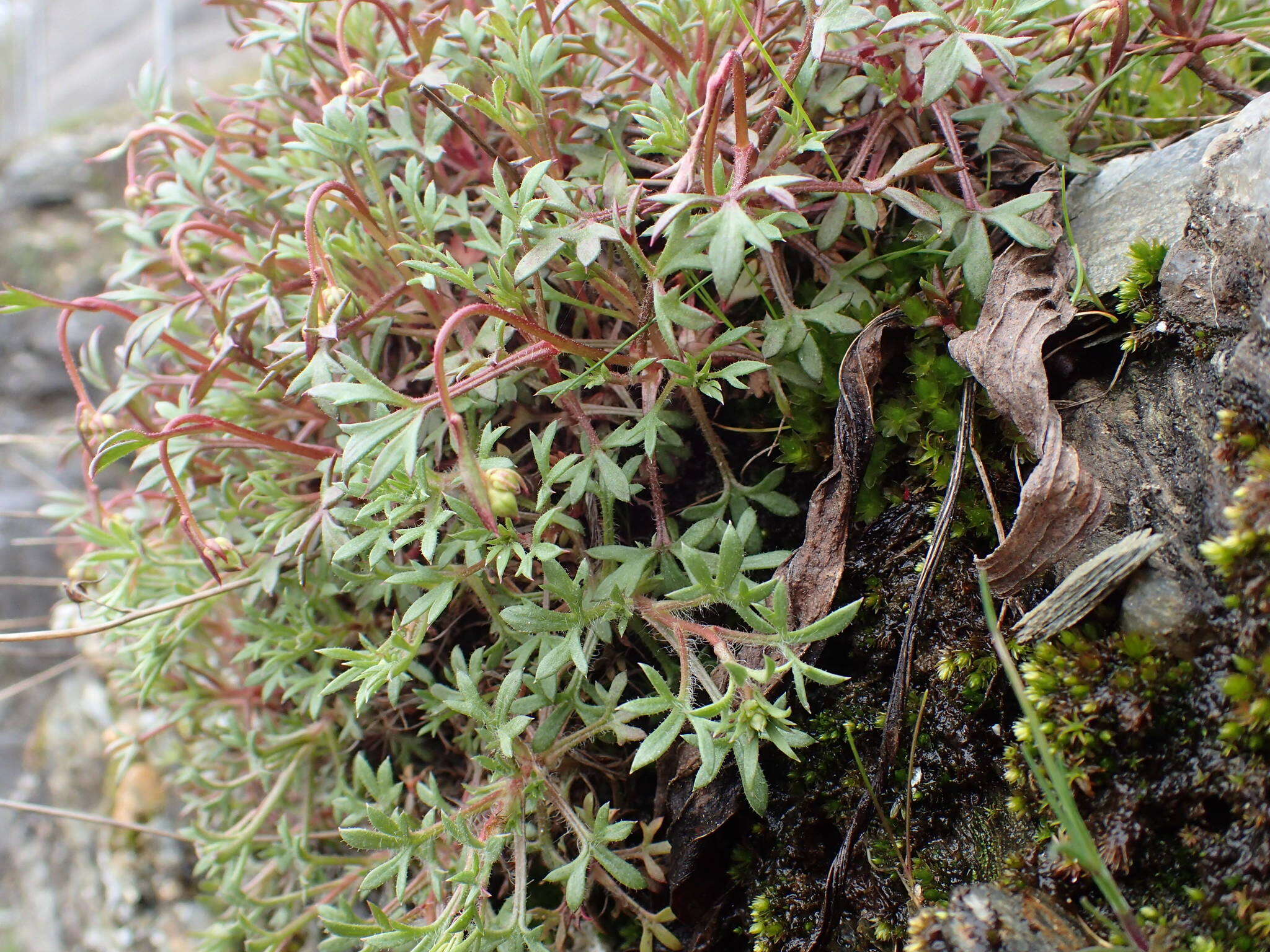 Image of Saxifraga pedemontana subsp. prostii (Sternb.) D. A. Webb