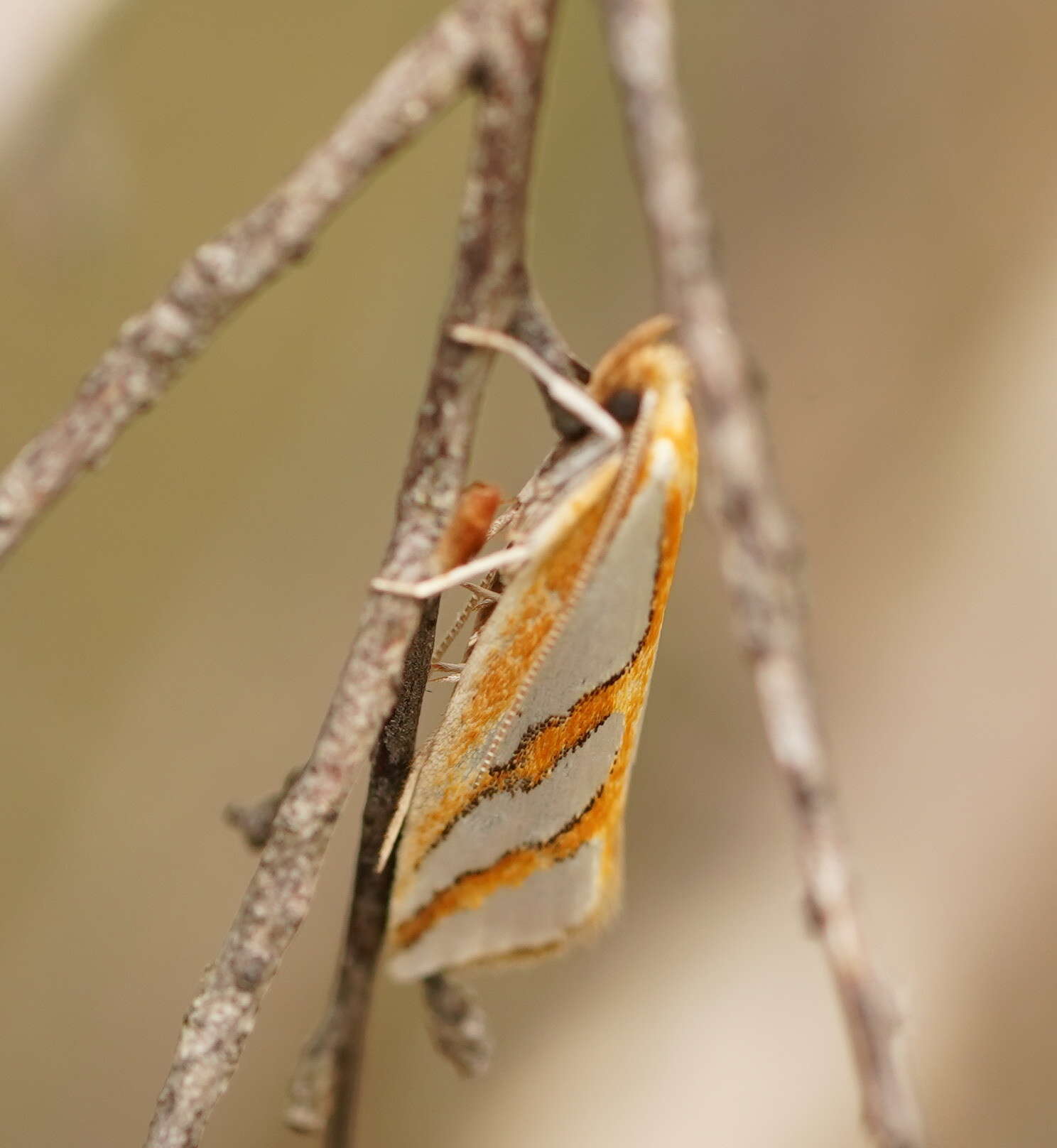 Image of Thudaca obliquella Walker 1864