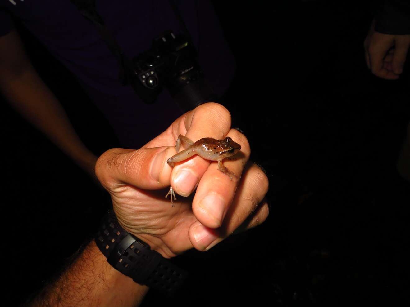 Image of Fitzinger's Robber Frog