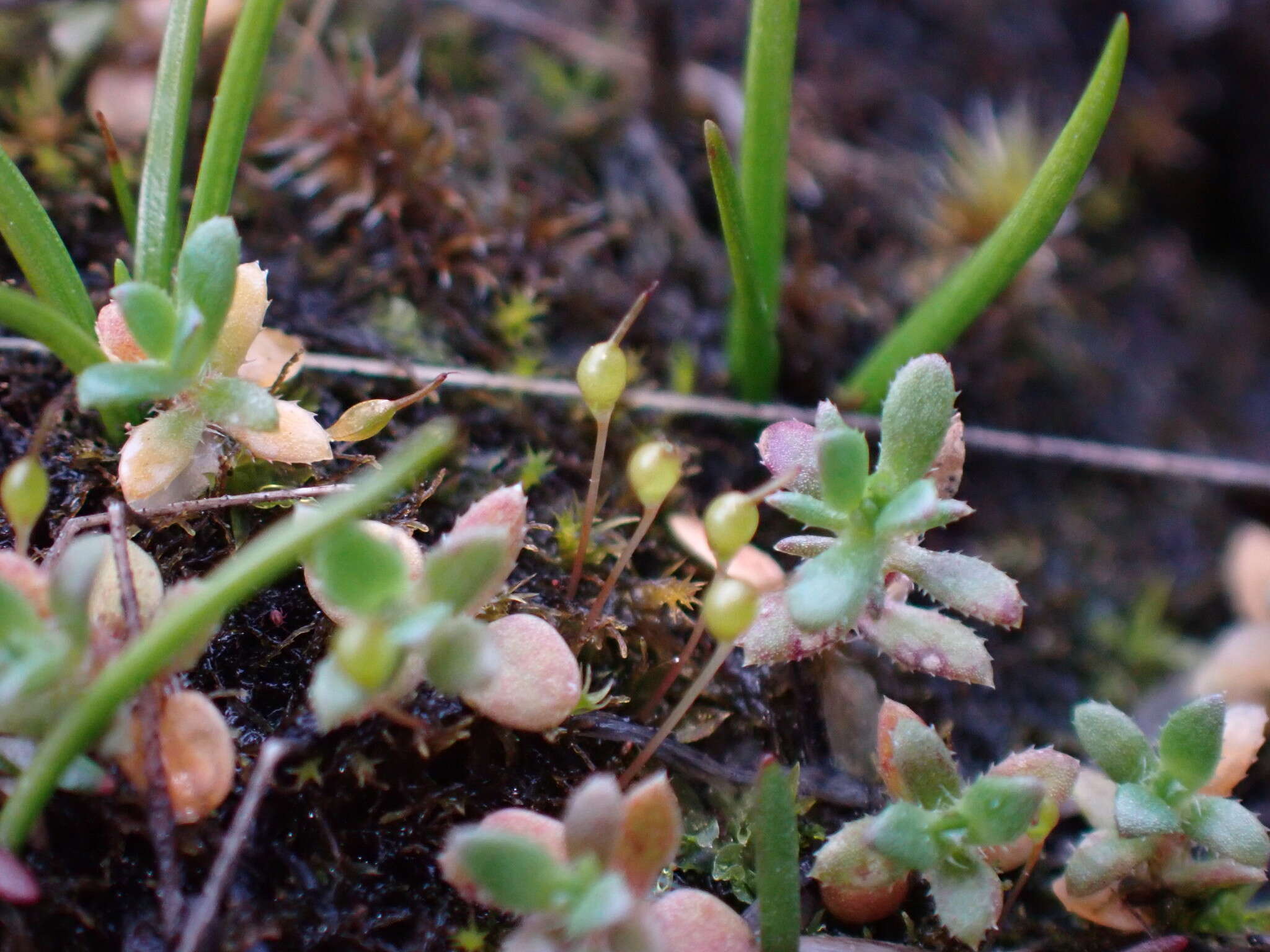 Image of entosthodon moss