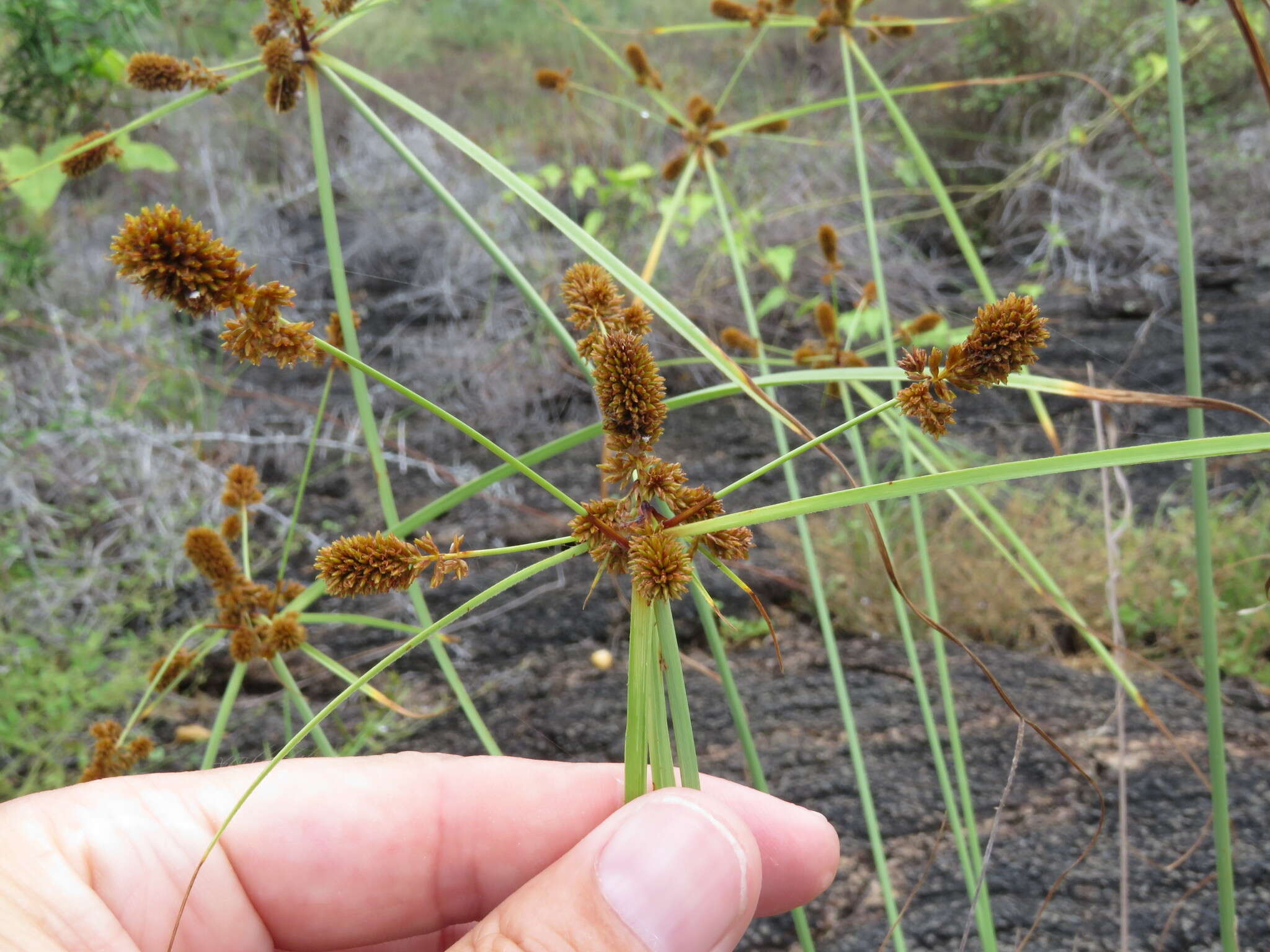 Image of Cyperus anderssonii Boeckeler