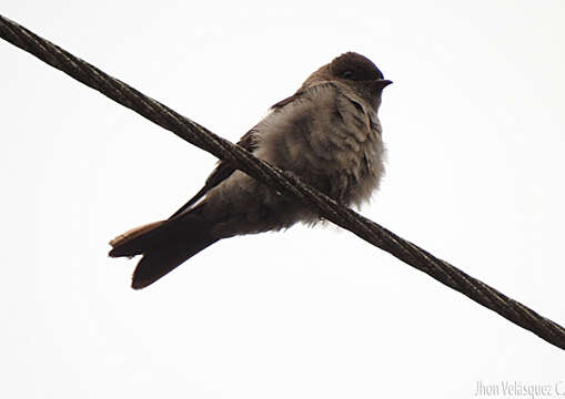 Image of White-thighed Swallow