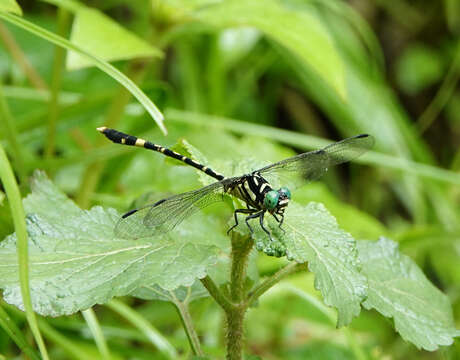 Sivun Orientogomphus Chao & Xu 1987 kuva