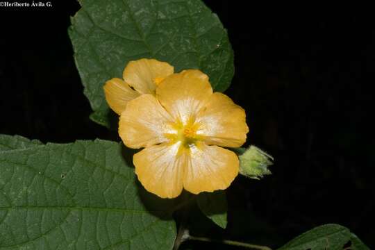 Image of Pseudabutilon orientale (Standl. & Steyerm.) P. A. Fryxell