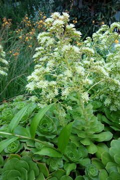 Image of Aeonium canariense (L.) Webb & Berth.