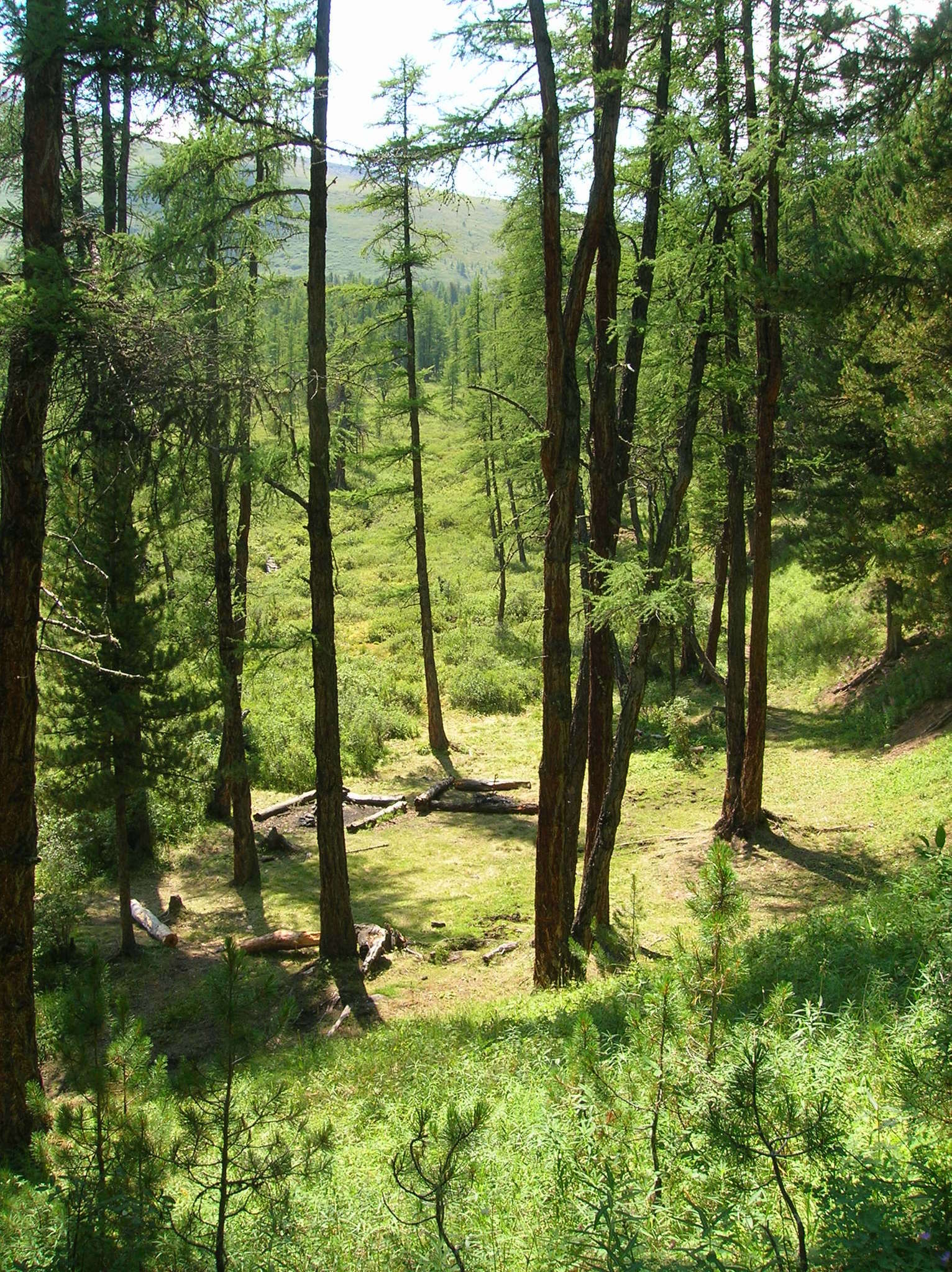 Image of Siberian Larch