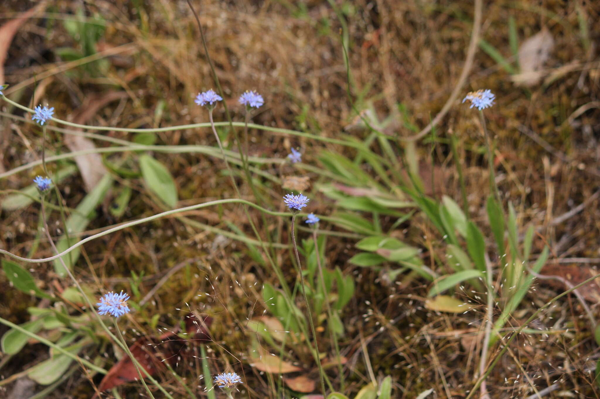 Image of Australian pincushion