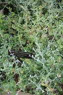 Image of shrubby germander