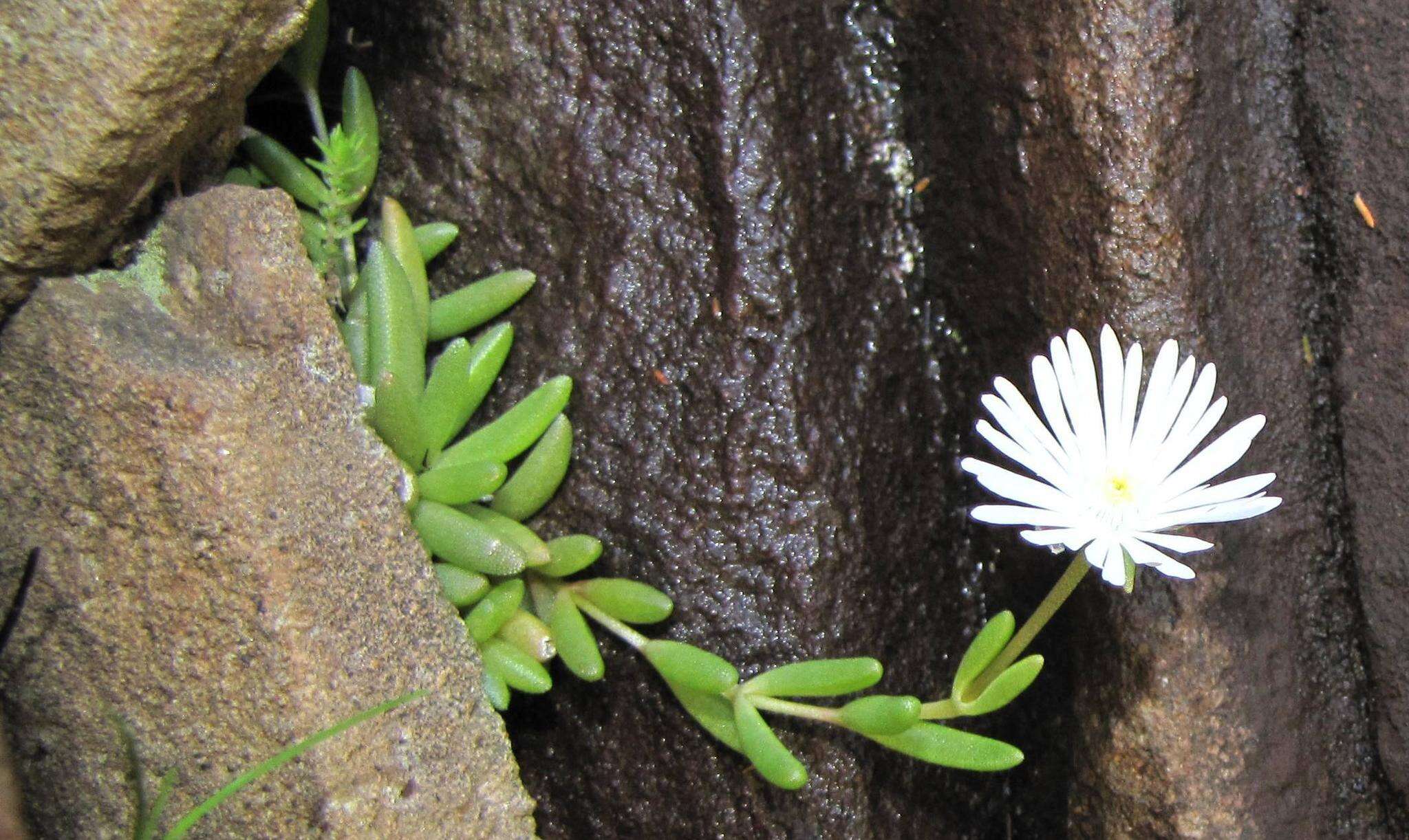 Imagem de Delosperma concavum L. Bol.