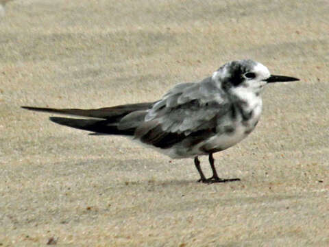 Image of Black Tern