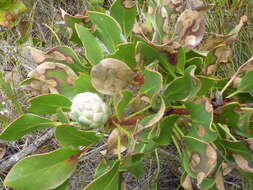 Imagem de Protea cynaroides (L.) L.