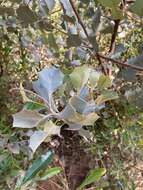 Image of Grevillea wickhamii subsp. aprica Mc Gill.