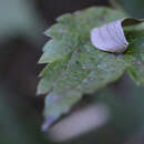 صورة Pseudalbara parvula Leech 1890