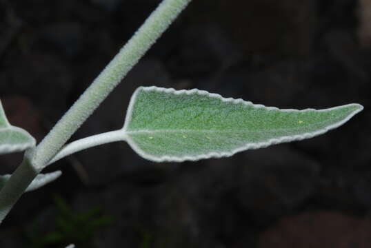 Image of Sideritis soluta Clos