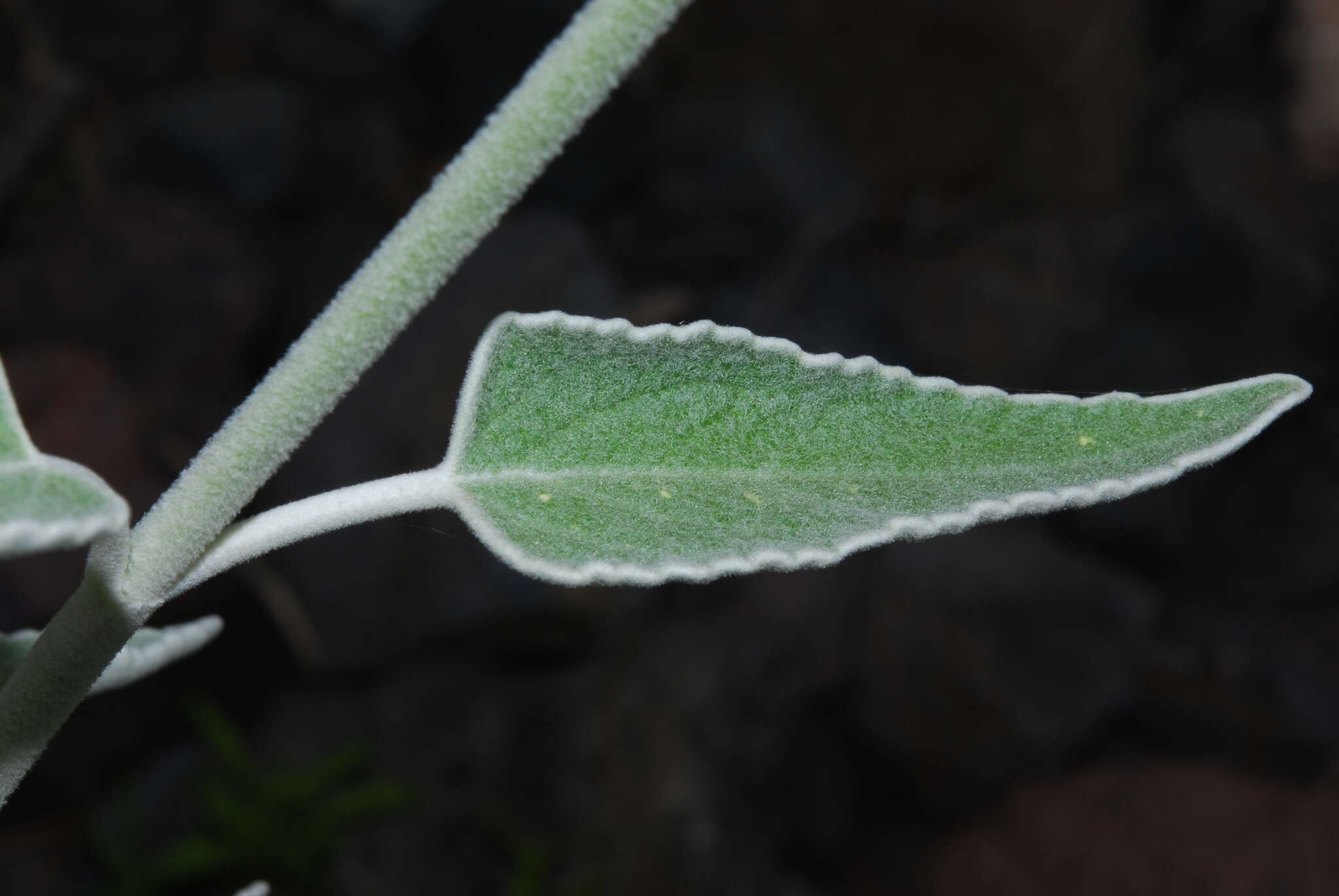 Image of Sideritis soluta subsp. gueimaris Négrin & P. Pérez