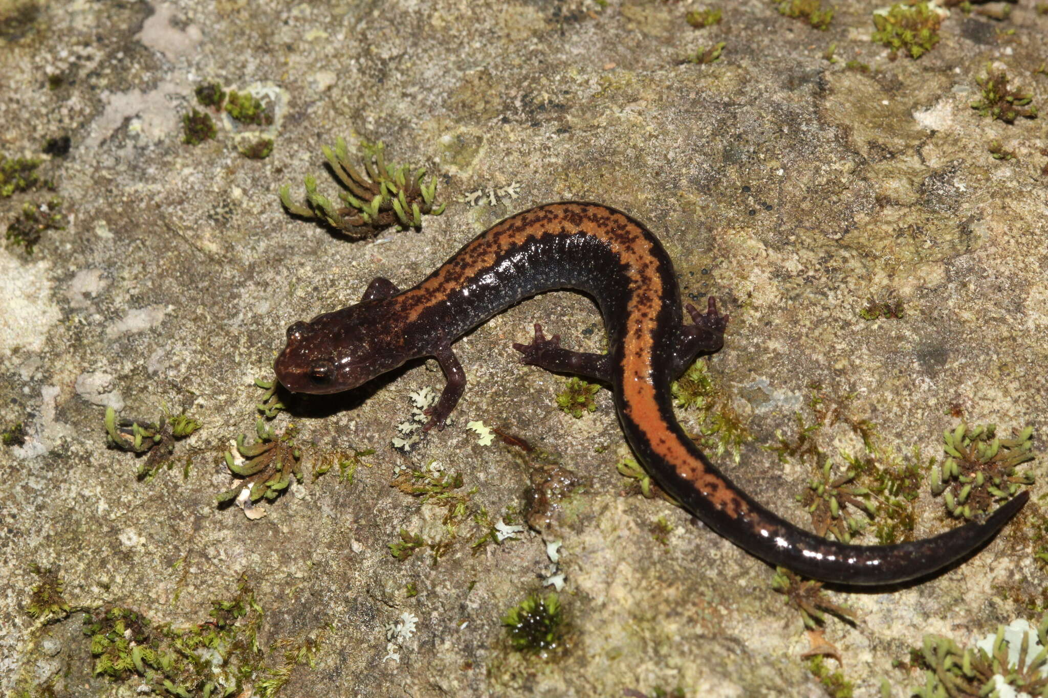 Image of Shenandoah Salamander