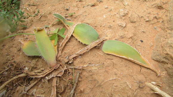 Image of Strumaria leipoldtii (L. Bolus) Snijman