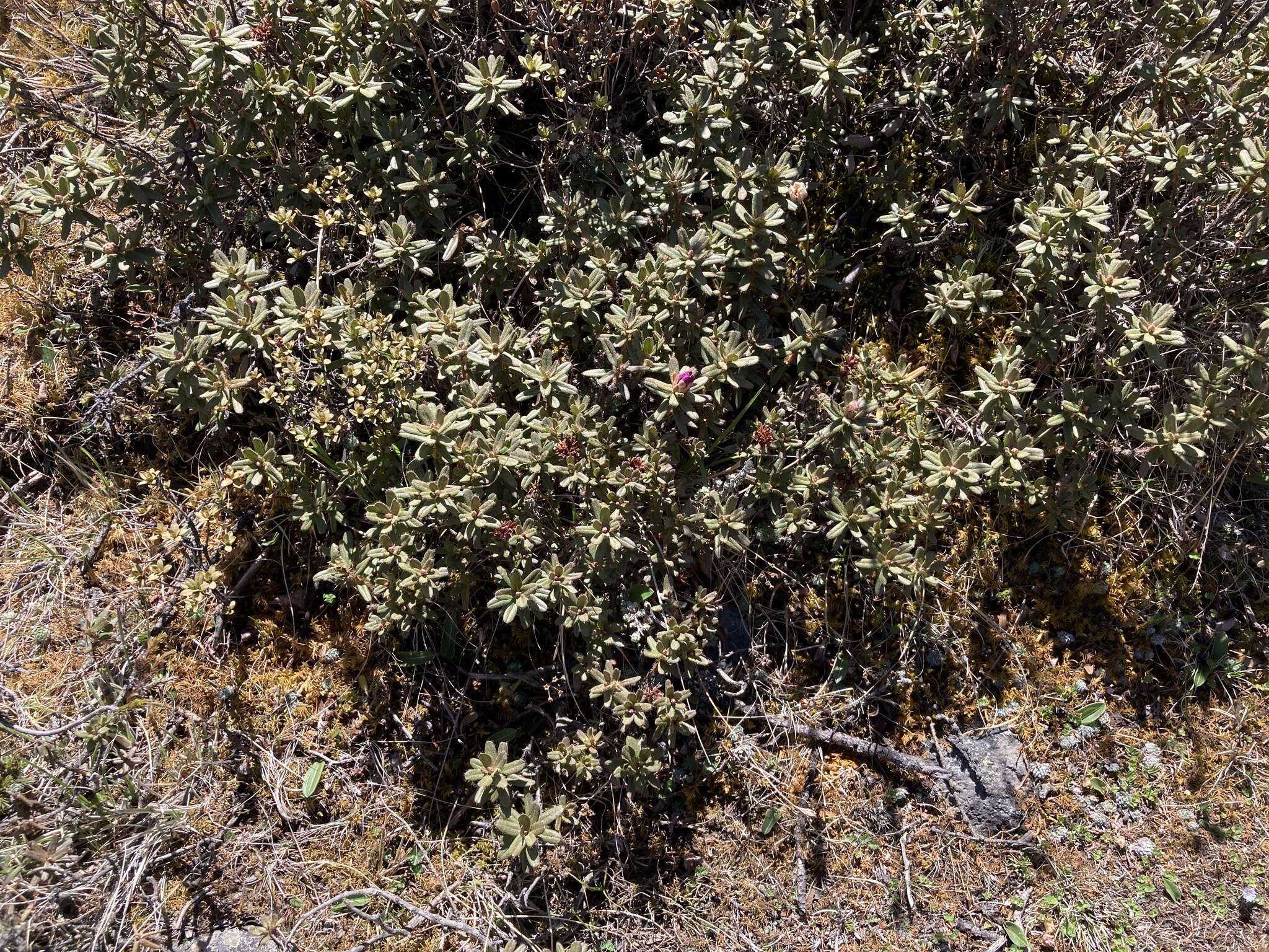 Image of Rhododendron setosum D. Don