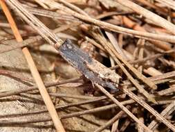 Image of brindled bell moth