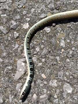 Image of Dahl's Whip Snake