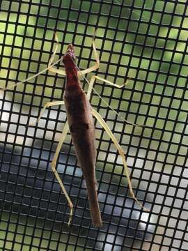 Image of Two-spotted Tree Cricket