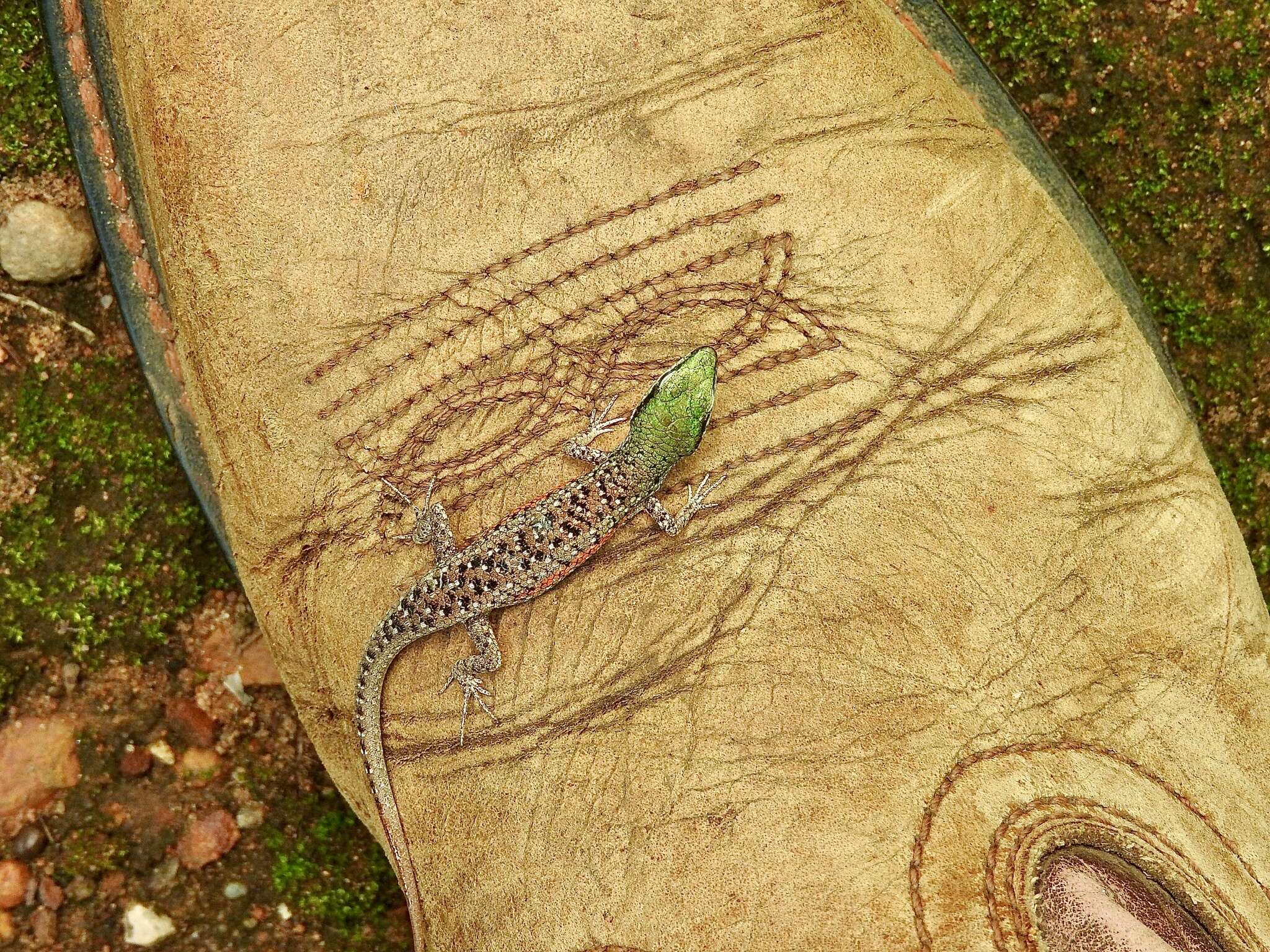 Image of Red-sided Rainbow-skink