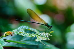 Image of Vestalis gracilis (Rambur 1842)