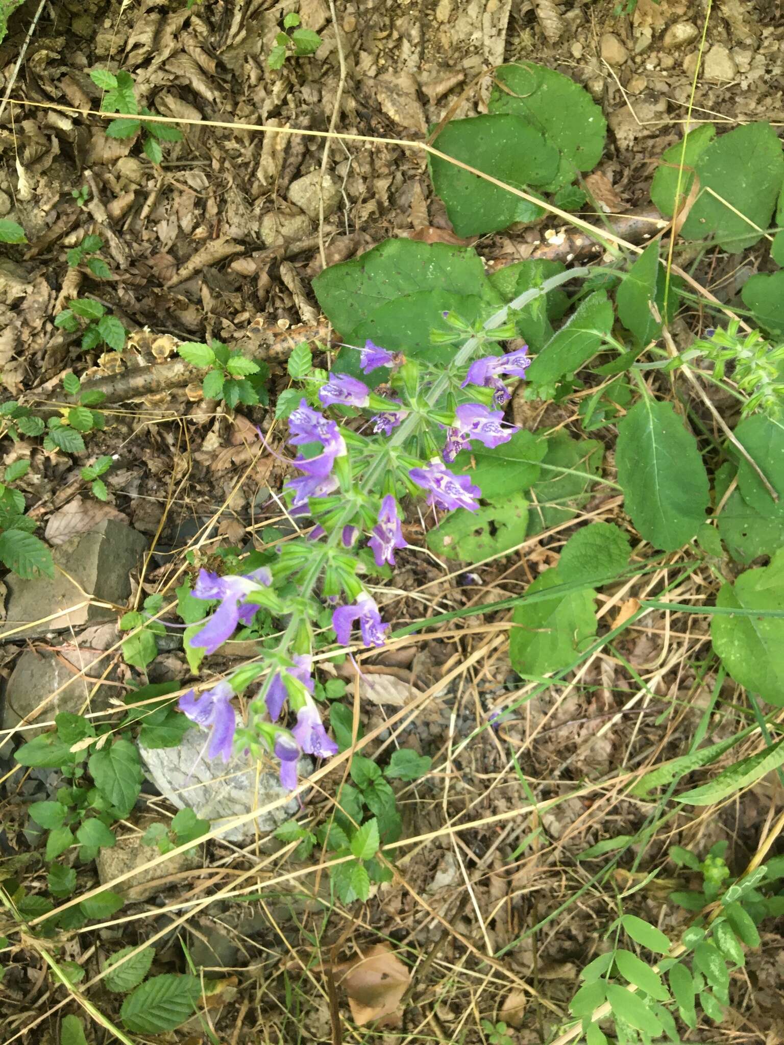 Imagem de Salvia forskaehlei L.