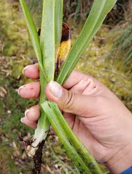 Image of Gomphichis plantaginifolia C. Schweinf.