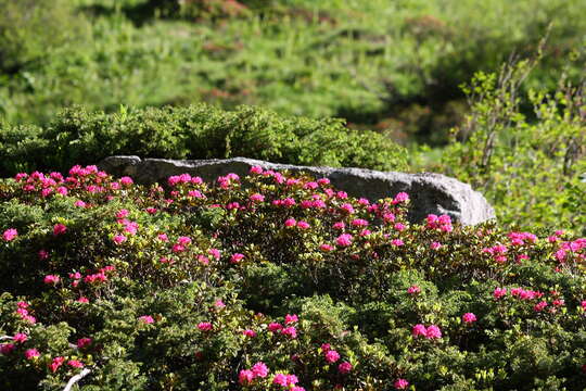 Image of Hairy Alpenrose