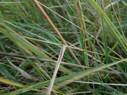 Image de Elymus athericus (Link) Kerguélen