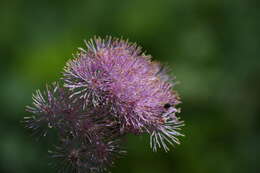 Image of Thalictrum aquilegiifolium