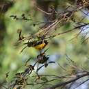 Image of Purple-throated Euphonia