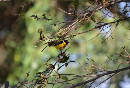 Image of Purple-throated Euphonia