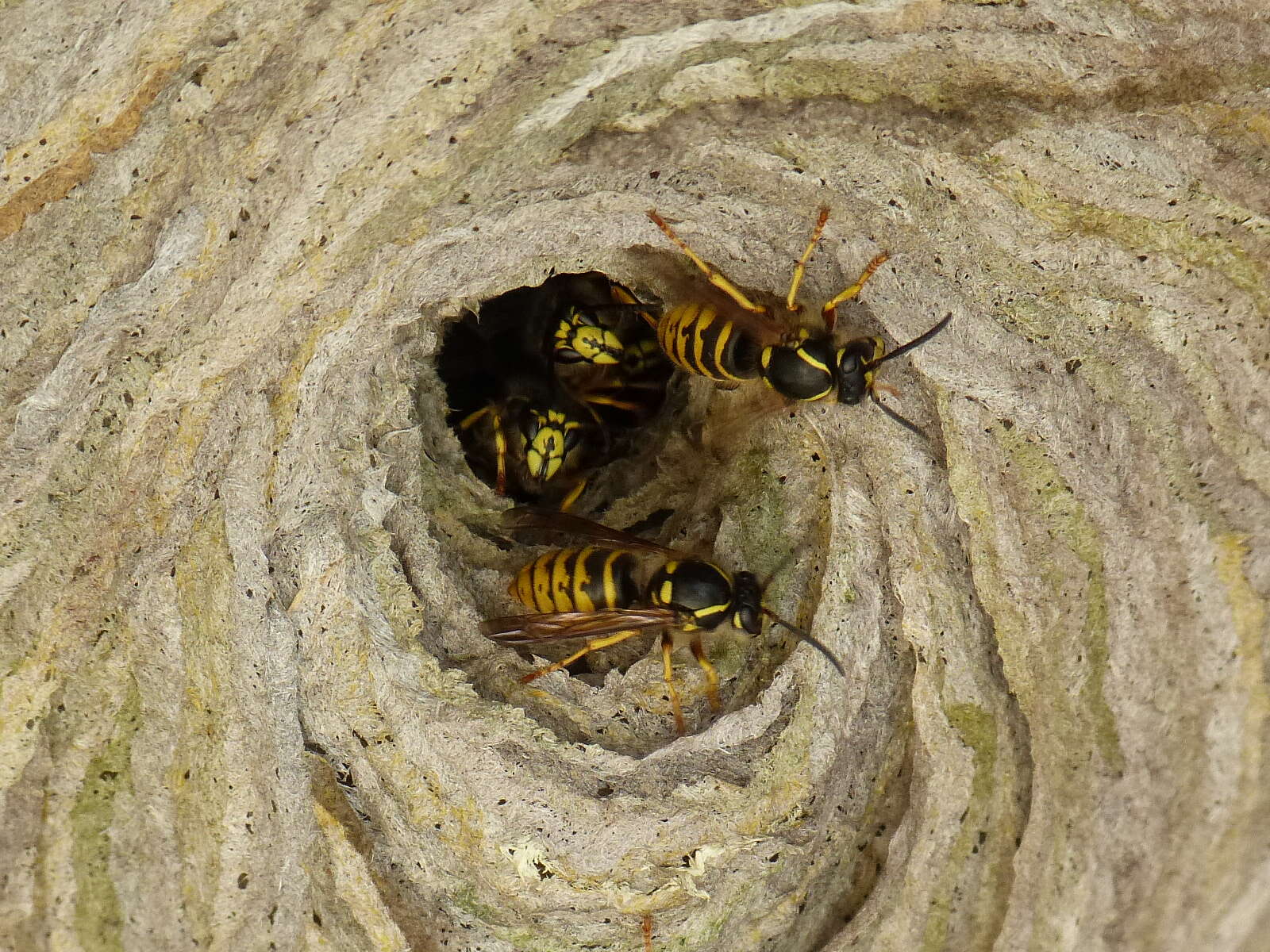 Image of Dolichovespula