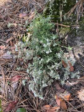 Image of silvery nailwort