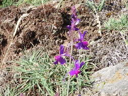 Sivun Linaria elegans Cav. kuva