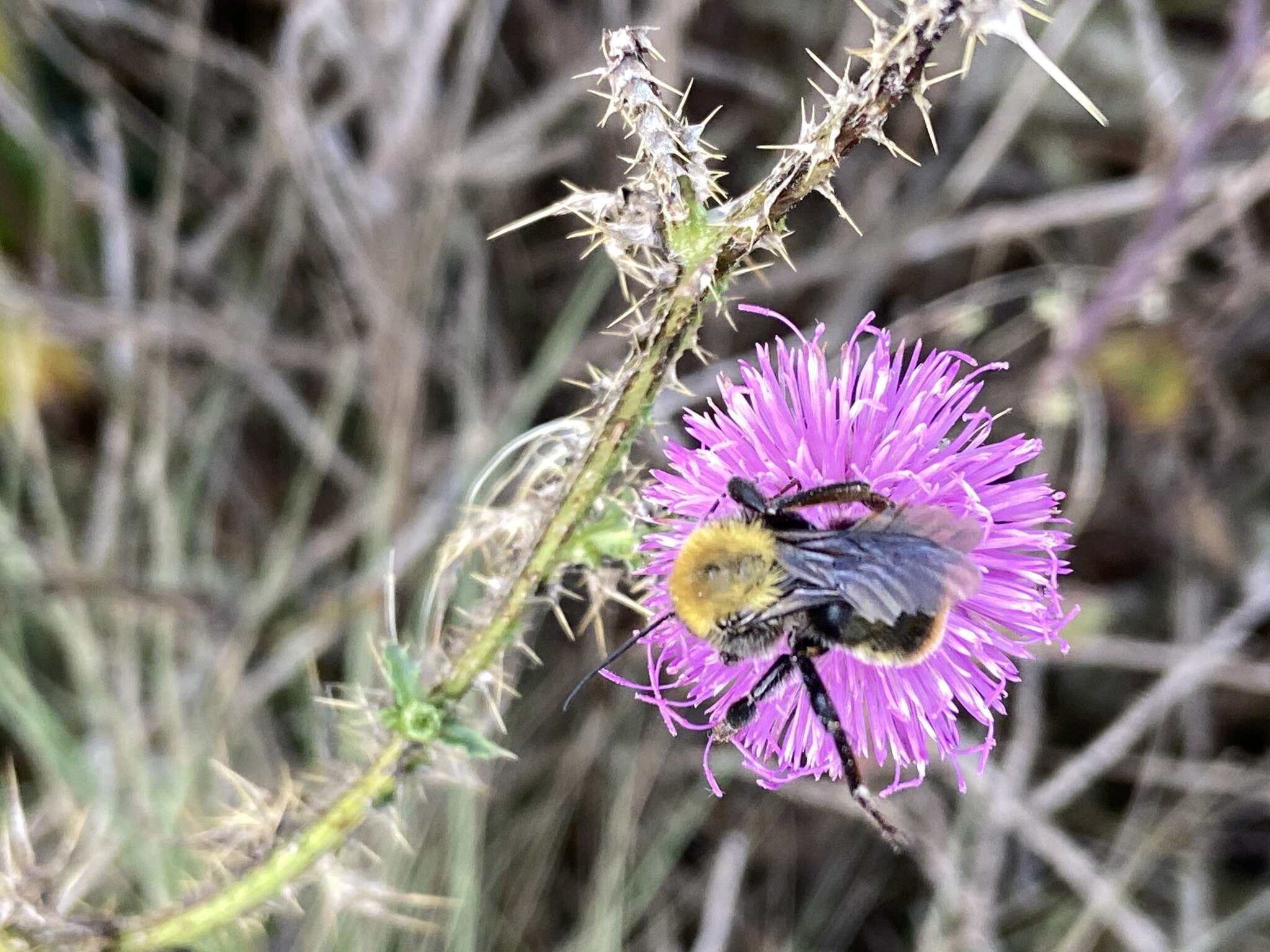 Imagem de Bombus bellicosus Smith 1879