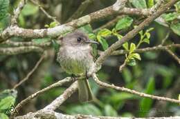 Image of Hispaniolan Pewee