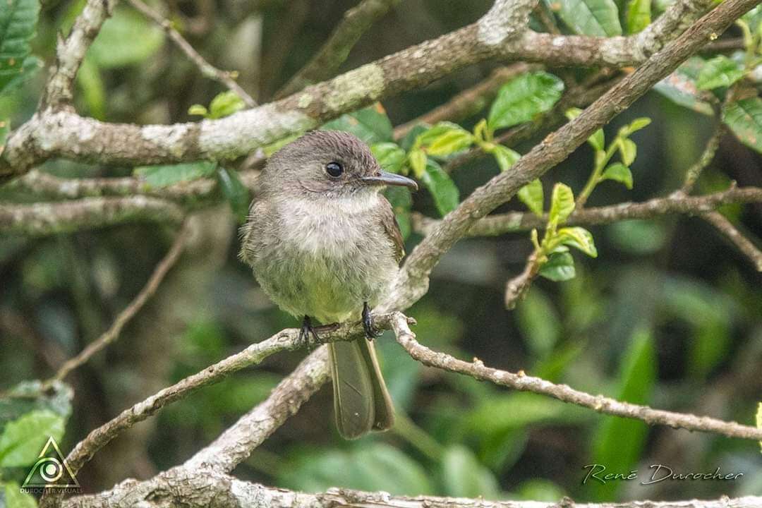 Image of Hispaniolan Pewee