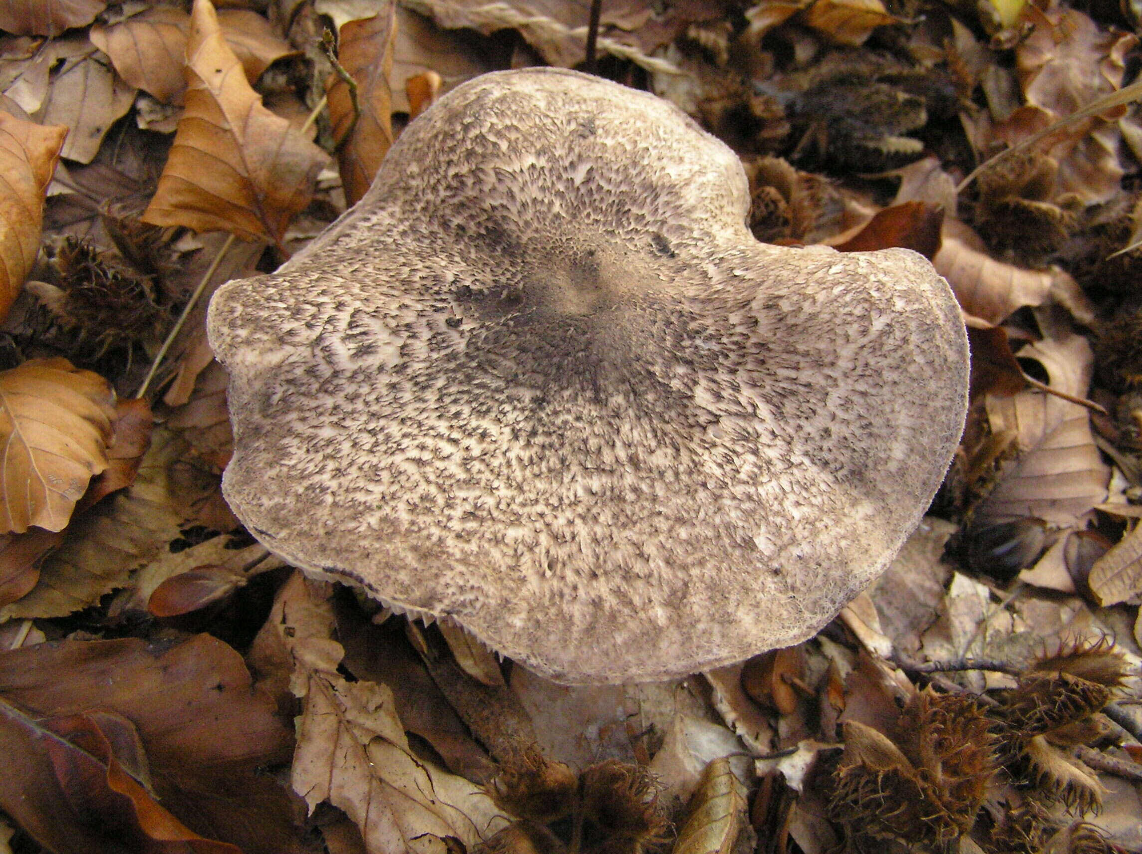 Imagem de Tricholoma atrosquamosum Sacc. 1887