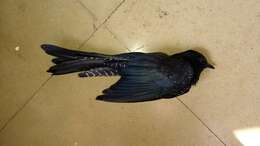 Image of Fork-tailed Drongo-Cuckoo