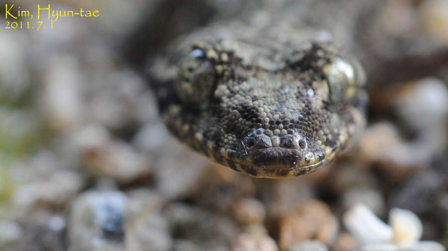 صورة Gekko japonicus (Schlegel 1836)