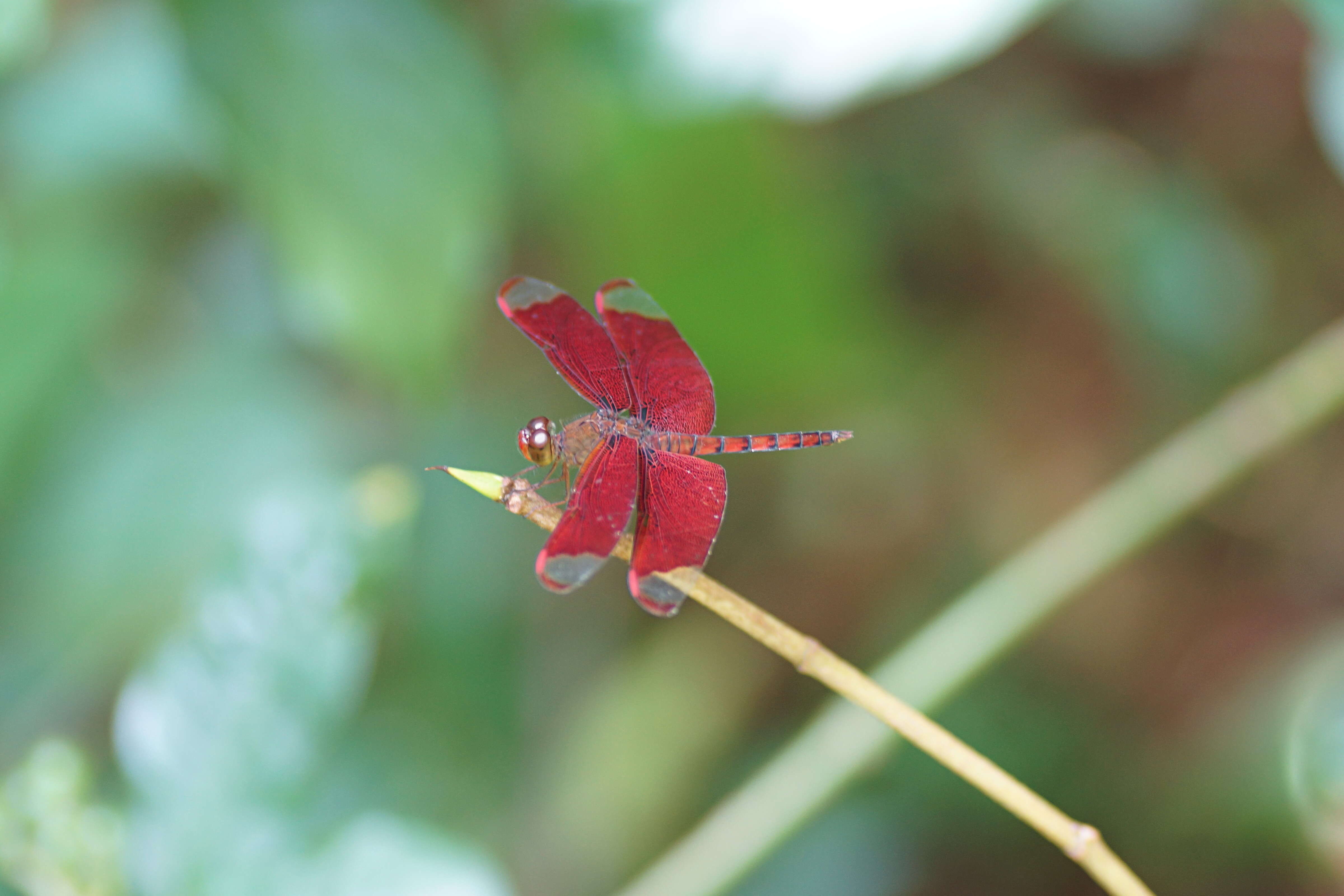 Image of Black Stream Glider