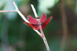 Image of Black Stream Glider