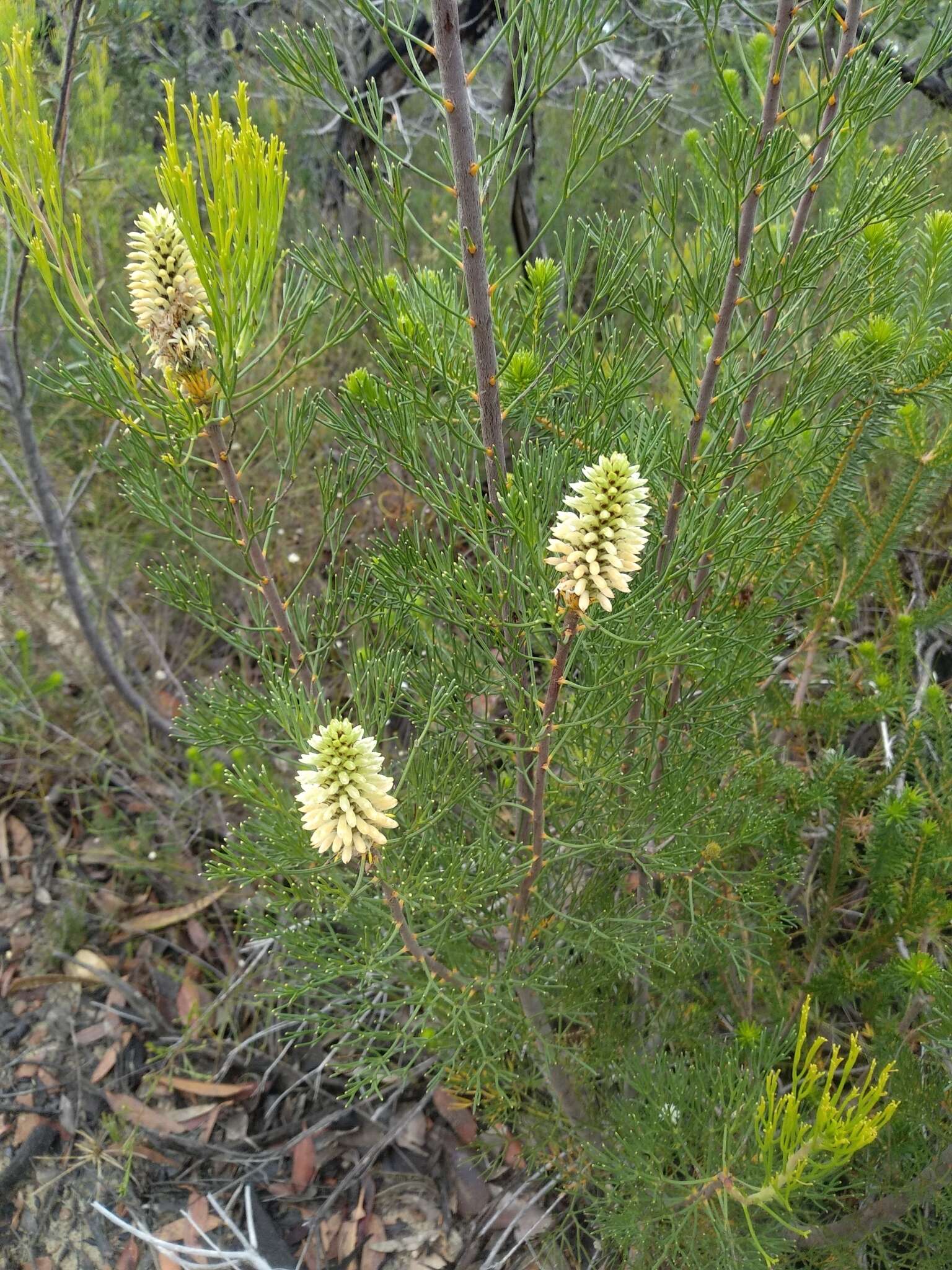 Imagem de Petrophile pulchella (Schrader & Wendl.) R. Br.