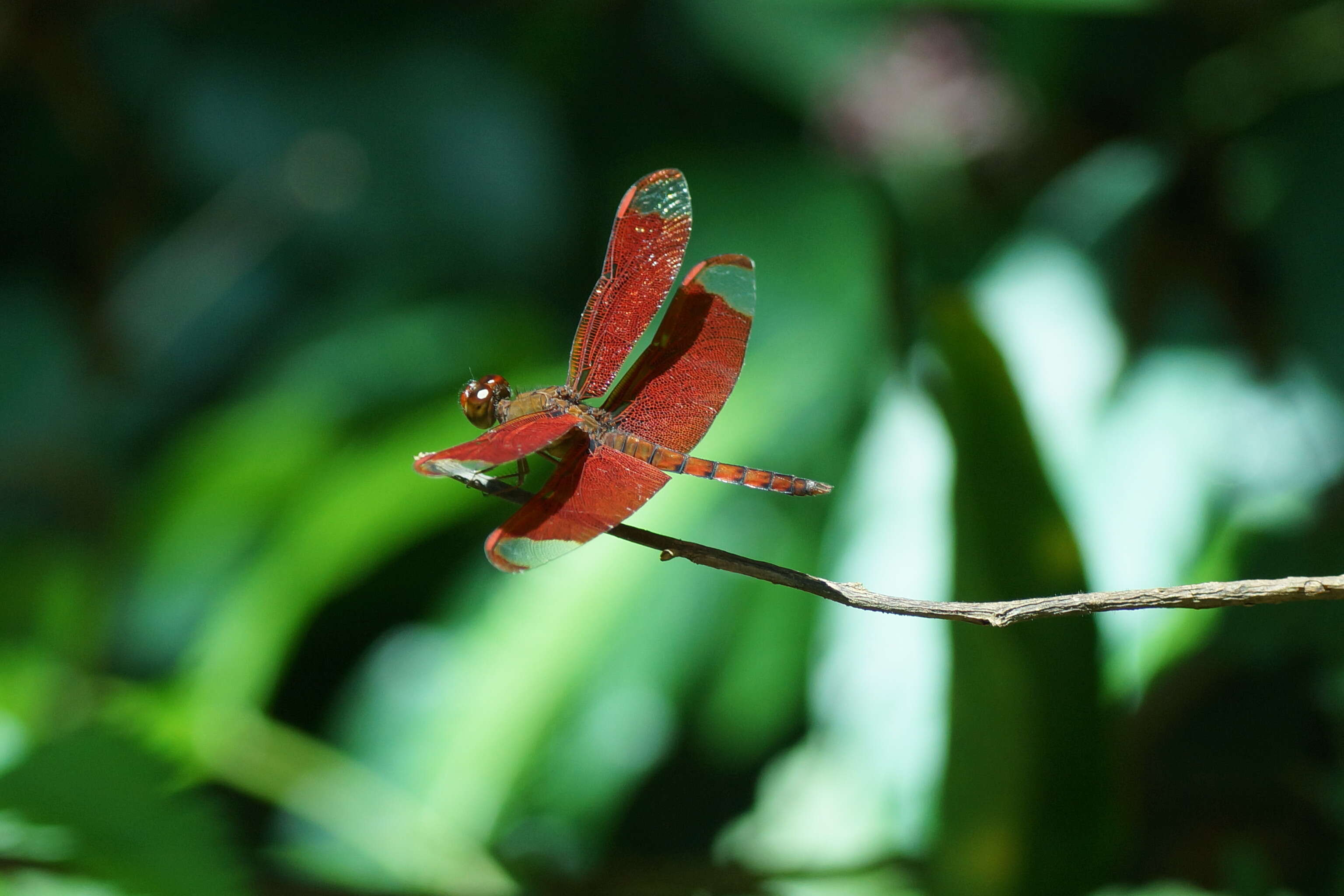 Image of Black Stream Glider