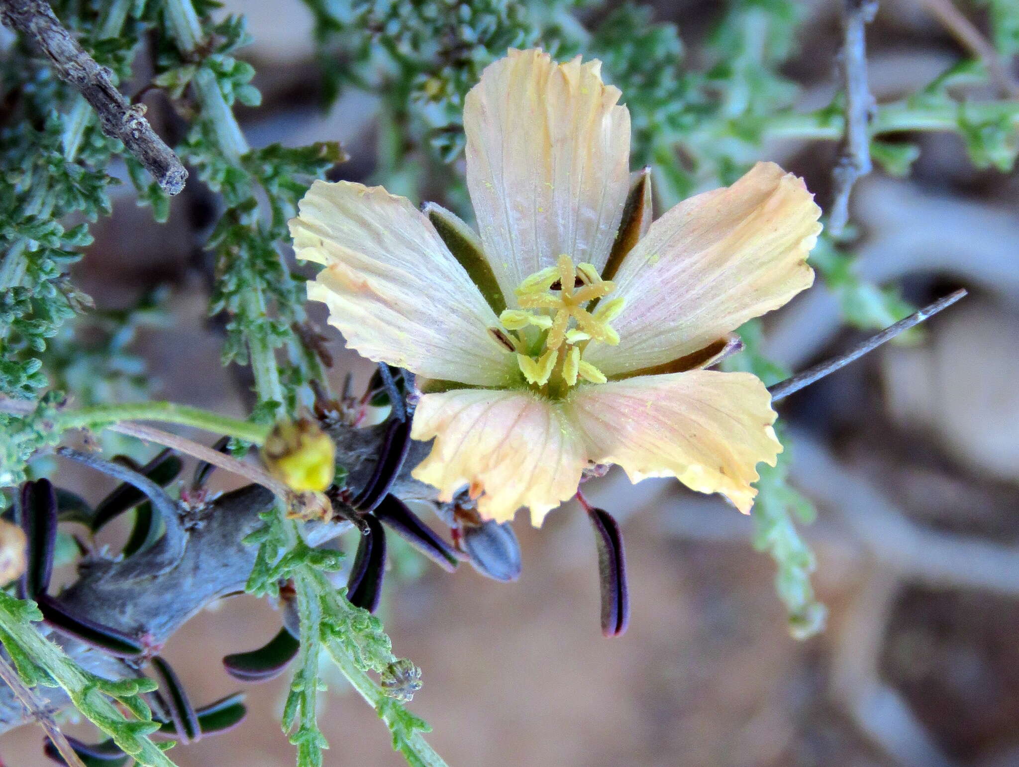 Image of Monsonia salmoniflora (Moffett) F. Albers