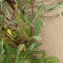 Image of Sonchus megalocarpus (Hook. fil.) J. Black